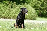 BEAUCERON 888